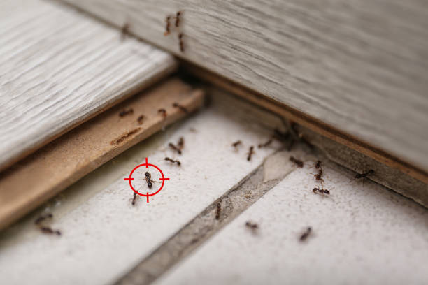 Best Pest Inspection Near Me  in USA